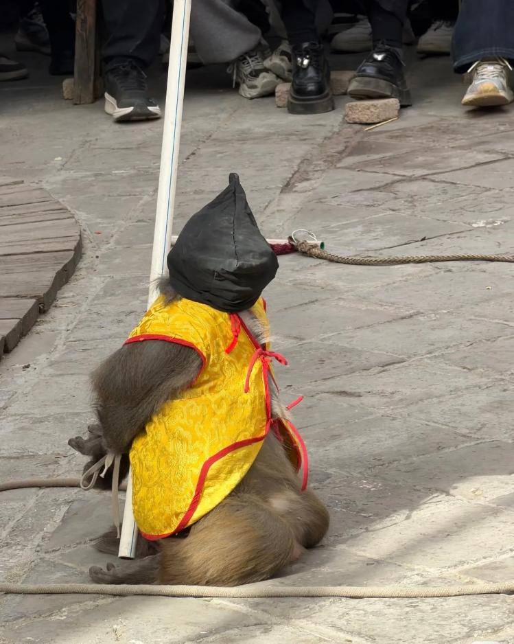 反绑跪地、黑布蒙头……石家庄一景区猴戏表演被指虐待动物，景区称已与合作方解约，当地文旅部门介入调查:安阳市位势电子科技有限公司是什么